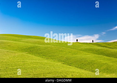 Rolling hills with trees and blue skies, Tuscany, Italy Stock Photo