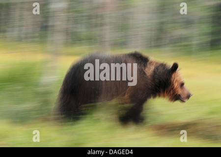 European brown bear (Ursus arctos) running blur showing movement. Also called; brown bear, Alaskan brown bear and Kodiak bear. Stock Photo