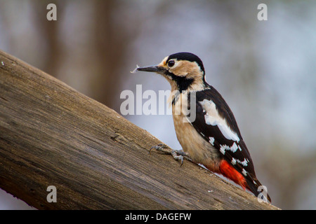 syrian woodpecker (Picoides syriacus, Dendrocopos syracus), sitting on a branch searching food, Bulgaria, Sredna Gora Stock Photo