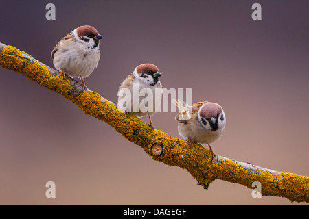 Eurasian tree sparrow (Passer montanus), three individuals sitting on lichen covered branch, Switzerland, Sankt Gallen Stock Photo