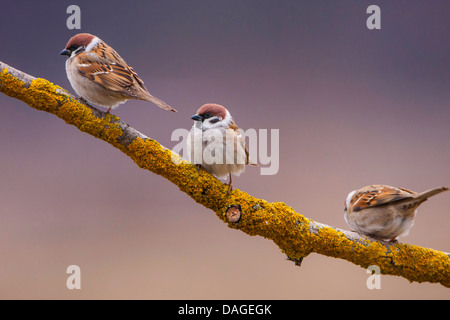 Eurasian tree sparrow (Passer montanus), three individuals sitting on lichen covered branch, Switzerland, Sankt Gallen Stock Photo