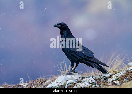 common raven (Corvus corax), sitting on the ground during snowfall, Bulgaria, Sredna Gora, Sliven Stock Photo
