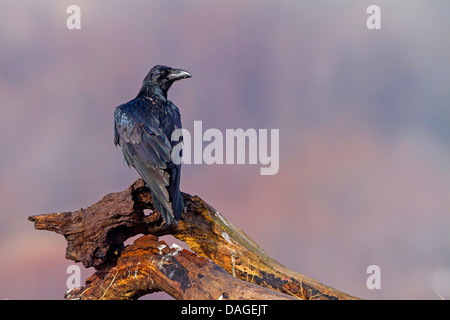 common raven (Corvus corax), sitting on a tree root sunbathing, Bulgaria, Sredna Gora, Sliven Stock Photo