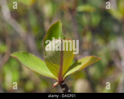 African milk bush; lat.: Euphorbia grantii Stock Photo