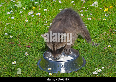 common raccoon (Procyon lotor), young animal in a meadow feeding out of a feeding dish, Germany Stock Photo