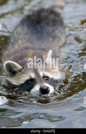 common raccoon (Procyon lotor), three months old young animal swimming, Germany Stock Photo