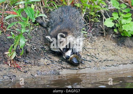 common raccoon (Procyon lotor), three months old young animal standing on the waterfront and looking over a mussel, Germany Stock Photo
