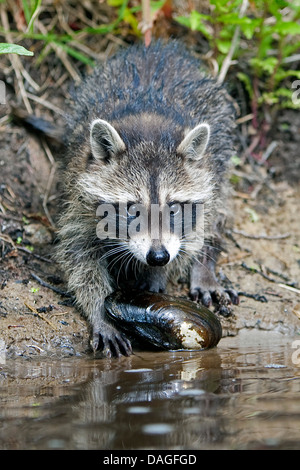 common raccoon (Procyon lotor), three months old young animal standing on the waterfront and looking over a mussel, Germany Stock Photo