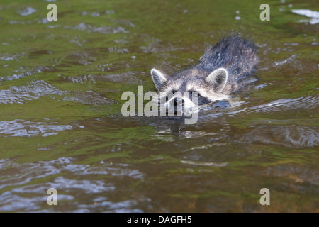 common raccoon (Procyon lotor), three months old young animal swimming, Germany Stock Photo