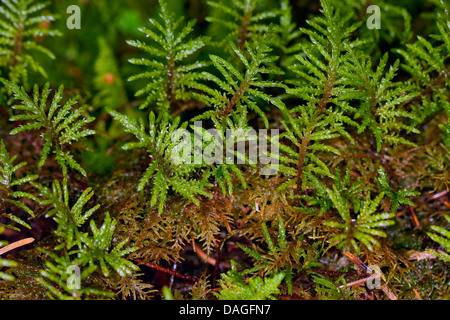 Glittering Wood-moss, Stair-step Moss, Stair Step Moss, Step-moss, Mountain Fern Moss, Fern-Moss (Hylocomium splendens, syn. Hylocomium proliferum), Germany Stock Photo