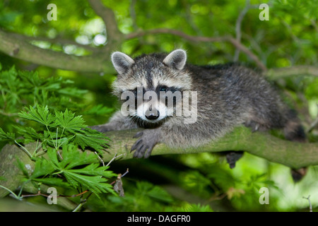 common raccoon (Procyon lotor), three months old young animal climbing on a tree, Germany Stock Photo