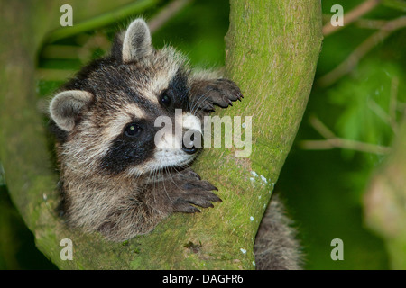 common raccoon (Procyon lotor), three months old young animal climbing on a tree, Germany Stock Photo