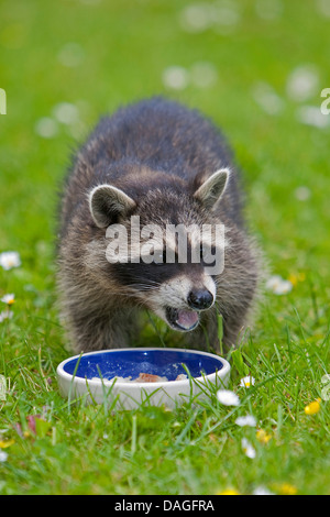 common raccoon (Procyon lotor), young animal in a meadow feeding out of a feeding dish, Germany Stock Photo