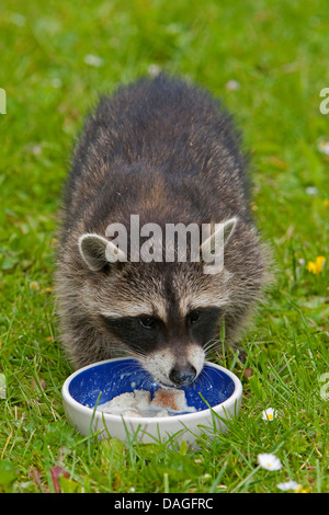 common raccoon (Procyon lotor), young animal in a meadow feeding out of a feeding dish, Germany Stock Photo