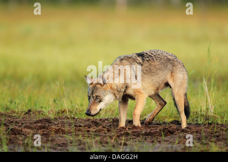 European grey wolf (Canis lupus) in stalking posture Stock Photo