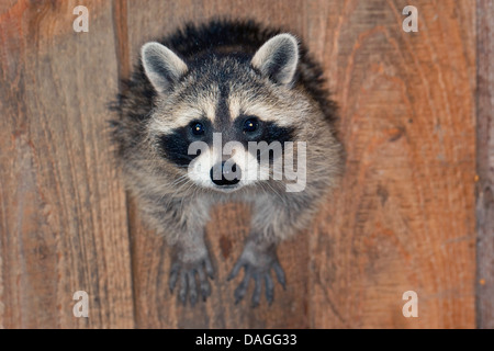 common raccoon (Procyon lotor), three months old young animal looking out of its cave, Germany Stock Photo