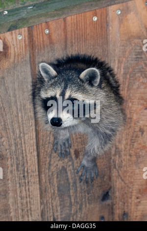 common raccoon (Procyon lotor), three months old young animal looking out of its cave, Germany Stock Photo