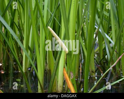 sweetflag, sweet sedge (Acorus calamus), with inflorescence, Germany Stock Photo