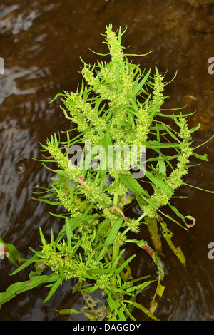 Golden dock, Sea-side dock (Rumex maritimus), blooming on a shore, Germany Stock Photo