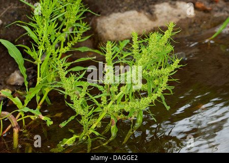 Golden dock, Sea-side dock (Rumex maritimus), blooming on a shore, Germany Stock Photo