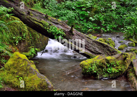 A dead tree trunk lean on a moss covered rock in rain forest. Olympic National Park, Washington, USA. Stock Photo