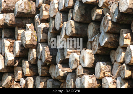 piled tree trunks, Belgium Stock Photo
