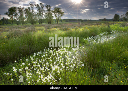 water-violet, water violet (Hottonia palustris), ditch with blooming water violet, Belgium Stock Photo