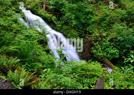 A cascading waterfall in lush green vegetation. Olympic National Park, Washington, USA. Stock Photo