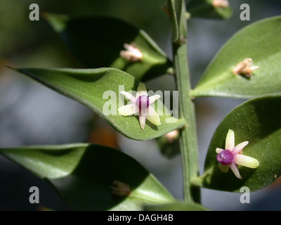 butcher's broom, butchers broom (Ruscus aculeatus), blooming branch Stock Photo