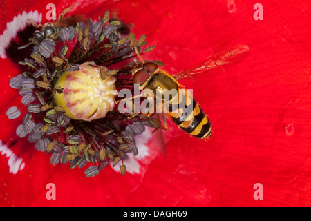 hover fly (Syrphus spec.), male visiting a flower collecting pollen, Germany Stock Photo