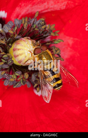 hover fly (Syrphus spec.), male visiting a flower collecting pollen, Germany Stock Photo