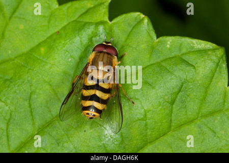 hover fly (Syrphus spec.), male, Germany Stock Photo