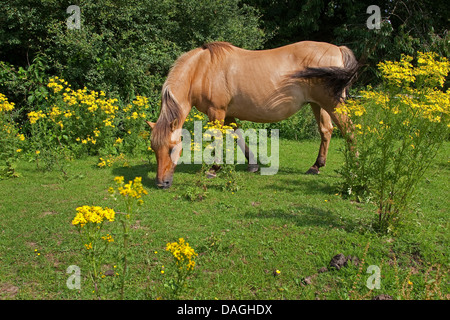 common ragwort, stinking willie, tansy ragwort, tansy ragwort (Senecio jacobaea), horse grazing on a meadow with poisonous ragwort, Senecio jacobaea, Germany Stock Photo