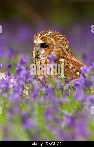 Tawny Owl, Strix aluco sitting in bluebells Stock Photo