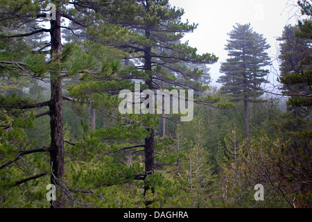 Black Pine (Pinus nigra, Pinus austriaca, Pinus nigra ssp. calabrica, Pinus nigra ssp. laricio), pine forest on Etna mountain, Italy, Sicilia Stock Photo