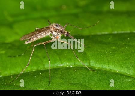 Mosquito (Aedes spec. ), on a leaf, Germany Stock Photo