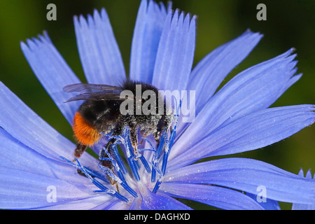 red-tailed bumble bee (Bombus lapidarius, Pyrobombus lapidarius, Aombus lapidarius), male visiting a succory flower, Germany Stock Photo