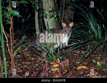 red-necked pademelon (Thylogale thetis), in rain forest, Australia Stock Photo