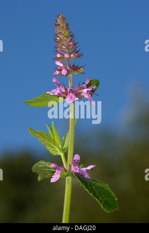 marsh betony, marsh woundwort, swamp hedge-nettle, marsh hedge-nettle (Stachys palustris), blooming, Germany Stock Photo