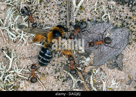 wood ant (Formica rufa oder Formica polyctena), carrying dead wild bees, Germany Stock Photo
