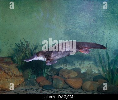 platypus, duck-billed platypus (Ornithorhynchus anatinus), under water, Australia Stock Photo