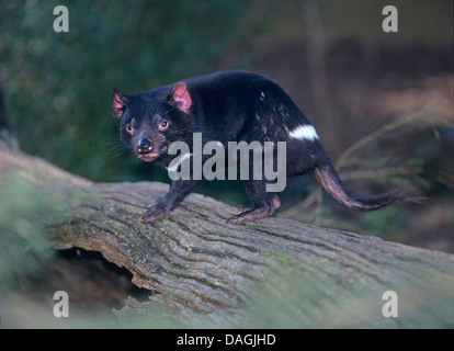 Tasmanian devil (Sarcophilus harrisii, Sarcophilus harrisii), looking into camera, Australia, Tasmania Stock Photo