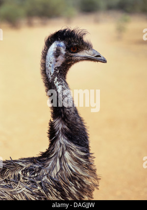 emu (Dromaius novaehollandiae), portrait, Australia Stock Photo