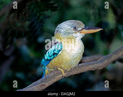 blue-winged kookaburra (Dacelo leachii), sitting on a branch, Australia Stock Photo