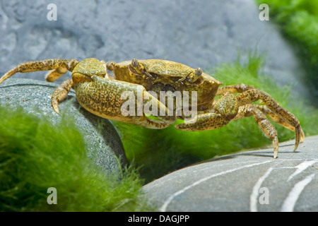 king crab, red king crab, Alaskan king crab, Alaskan king stone crab (Japanese crab, Kamchatka crab, Russian crab) (Paralithodes camtschaticus), in terrarium Stock Photo