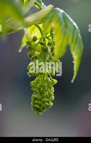 sycamore maple, great maple (Acer pseudoplatanus), inflorescence in bud, Germany