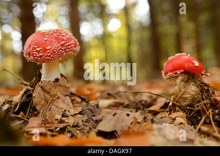 fly agaric (Amanita muscaria), on forest floor, Germany Stock Photo