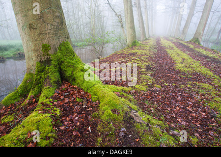 common beech (Fagus sylvatica), forest path in misty fenwood, Belgium, Coolhembos Stock Photo