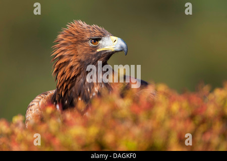 golden eagle (Aquila chrysaetos), sitting on the ground, United Kingdom, Scotland Stock Photo