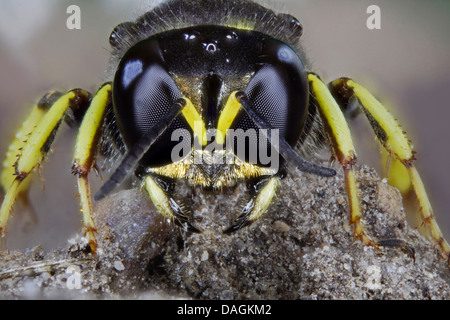 digger wasps, hunting wasps (Sphecidae, Sphegidae), portrait, Germany, Mecklenburg-Western Pomerania Stock Photo